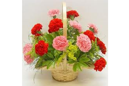 carnation plants suppliers in india