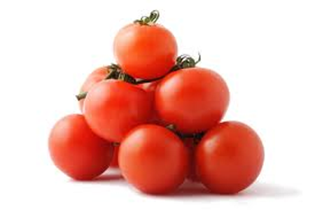 tomato cultivation plants suppliers