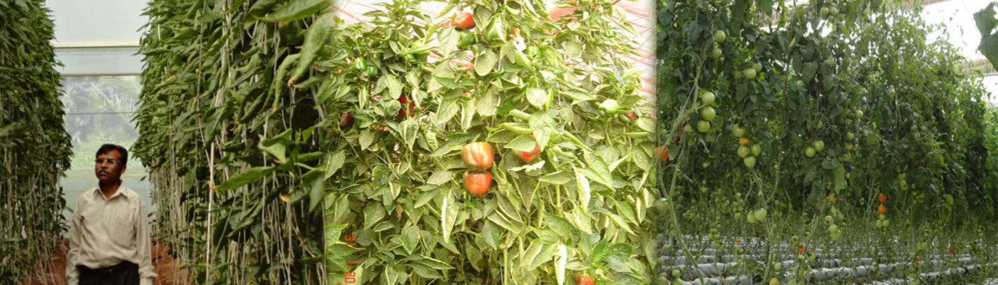 tomato suppliers