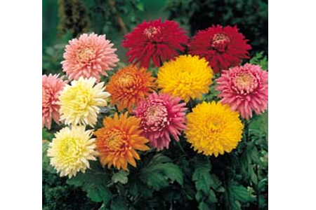 chrysanthemum plant suppliers in india
