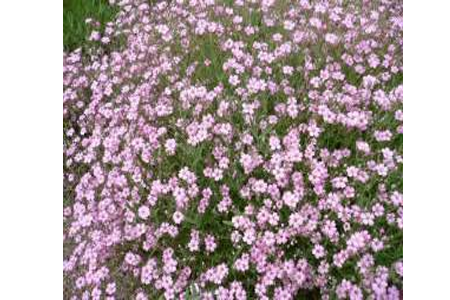 gypsophila plant suppliers in india